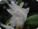 Dendrobium hymenanthum